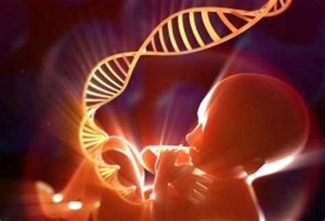 Safer Prenatal Genetic Tests Fetal Cells Using Antibody Coated Chip