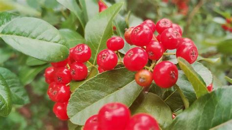 10 Tasty Wild Berries To Try And 8 Poisonous Ones To Avoid Wild