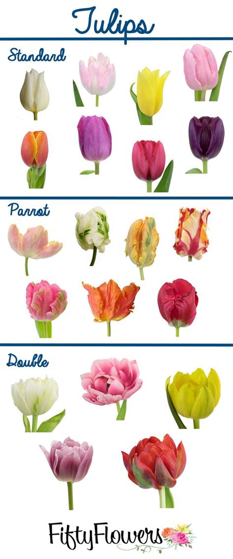 A flower, sometimes known as a bloom or blossom, is the reproductive structure found in flowering plants (plants of the division magnoliophyta, also called angiosperms). Popular, Colors and Tulip on Pinterest