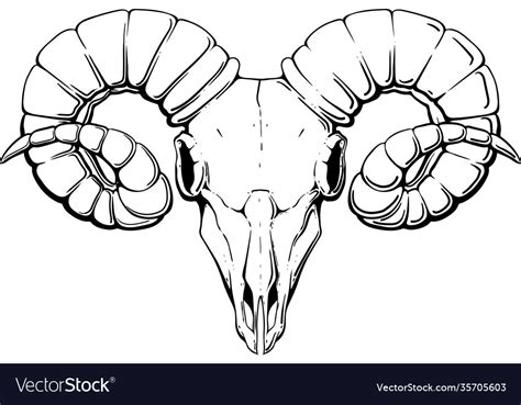Black Ram Skull Royalty Free Vector Image Vectorstock