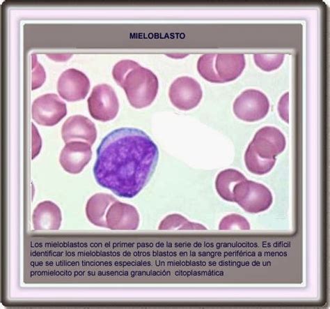 Hematologia Serie Leucocitaria Neutrofilos