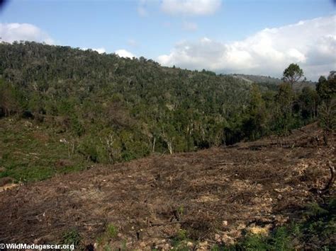 Deforestation In Madagascar Rn7 Tana Rano0198