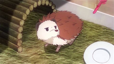 Anime Hedgehogs Anime