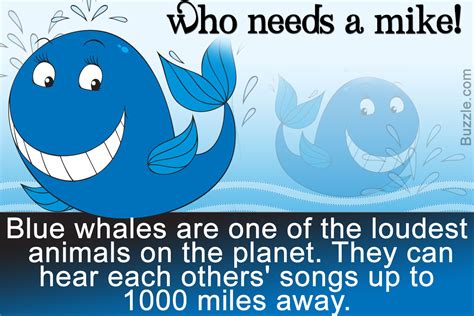 Blue Whale Facts Breathtaking Gentle Giants Of The Ocean