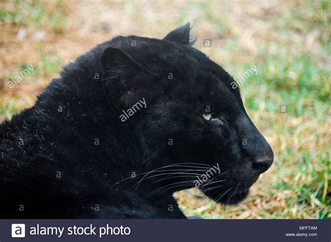 Endangered Species Of Big Cats Black Panther On Captivity