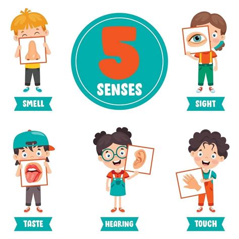 Download Five Senses Concept With Human Organs For Free Senses My