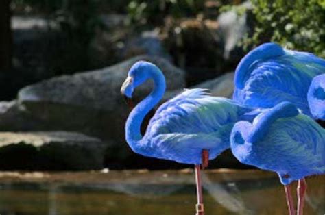 South American Blue Flamingo Flamingo Beautiful Birds Animals Beautiful
