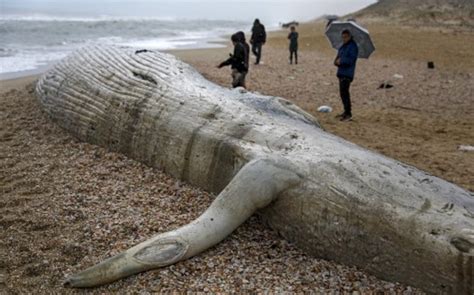 Israel They Found The Body Of The Second Largest Animal In The World Photo