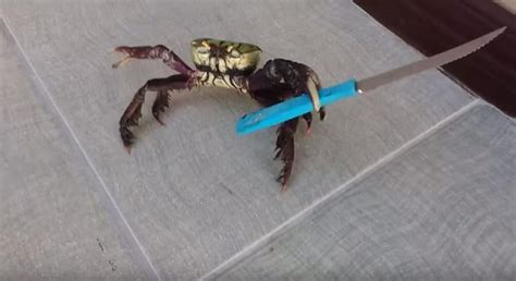 Video This Knife Toting Crab Won T End Up On Your Table Anytime Soon