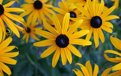 3,000+ hd flower wallpapers to download. Yellow Flowered Wallpaper with Black Eyed Susan Flower ...