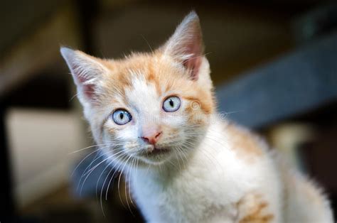 Dazzling baby blues are a fairly unusual feature in the feline world and it's easy to see why so many people are drawn to them. Orange And White Tabby Kitten Stock Image - Image of ...