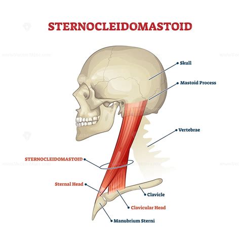 Sternocleidomastoid Cervical Muscle Labeled Educational Anatomical