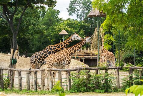 Aktiv In Budapest Margareteninsel Zoo Und Aquaworld Donau Dental