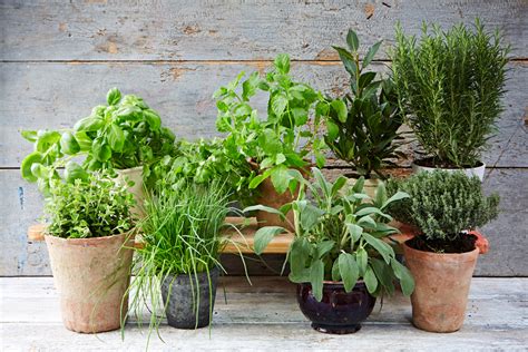 The Ultimate Guide To Growing Herbs Jamie Oliver Features