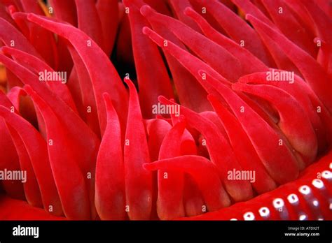 Rose Sea Anemone Hi Res Stock Photography And Images Alamy