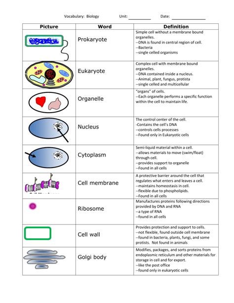 Animal Cell Cytoplasm Definition And Function An In Depth Look At The