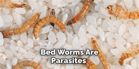How To Get Rid Of Bed Worms 10 Effective Methods 2024