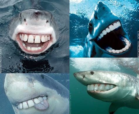 What Can The Funniest Shark Memes On The Internetz Teach Us About Ocean