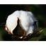 NC Cotton Insect Scouting Guide  State Extension