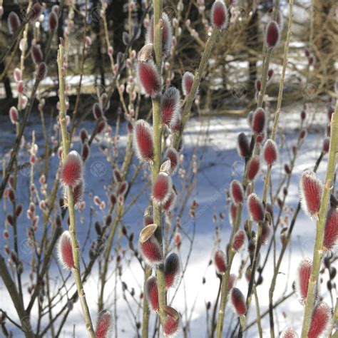 Salix Gracilistyla Mount Aso Japanese Pink Pussy Willow Free Delivery