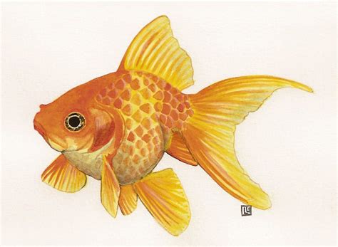 Fish Art Goldfish Art Fish Drawings