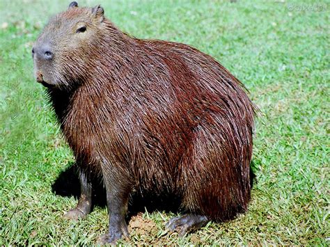 Animal Parecido Com Capivara
