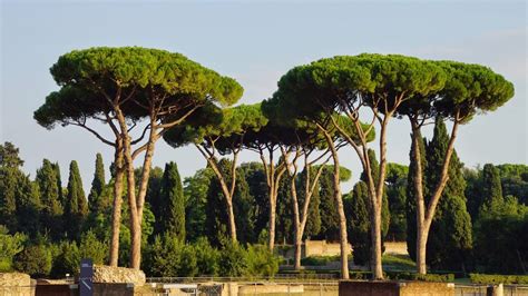 How Respighi Portrayed The Pines Of Rome In Pini Di Roma