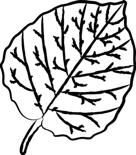 Premium Vector Aspen Leaf Hand Drawn Vector Illustration