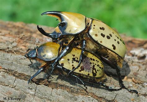 Lovebugs Kissing Bugs And Other Insects Engaged In Intimate