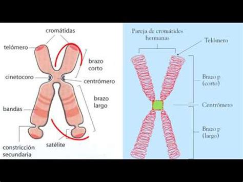 Semejanzas Y Diferencias Entre Cromatina Y Cromosomas Actualizado Septiembre