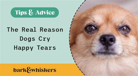 The Real Reason Dogs Cry Happy Tears