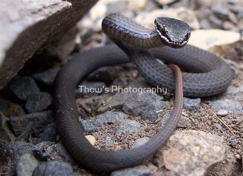 White Lipped Snake By Thows Photography Redbubble