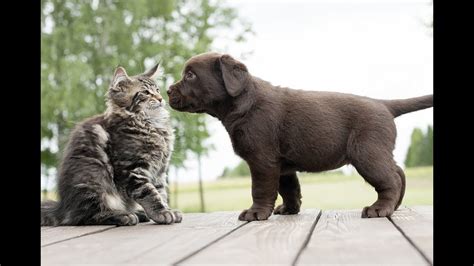 Beautiful Cats And Dogs Meeting For The First Time Youtube