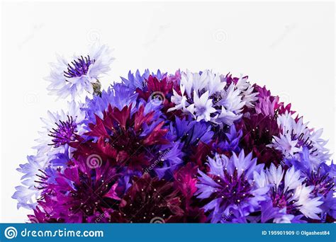 Bouquet Of Blue Cornflowers Isolated On White Background Space For