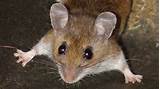 Pictures of Home Pest Control Mice
