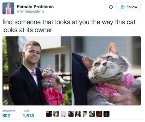Find Someone That Looks At You The Way This Cat Looks At Its Owner