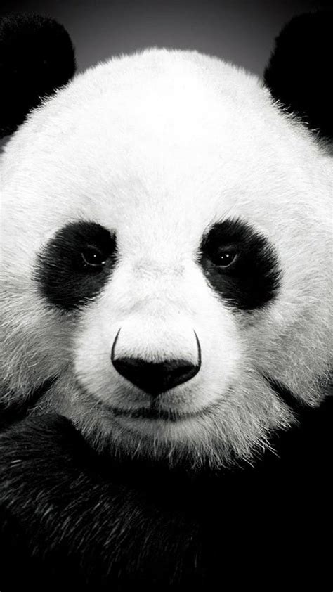 Panda Bear Best Htc One Wallpapers Free And Easy To Download Panda