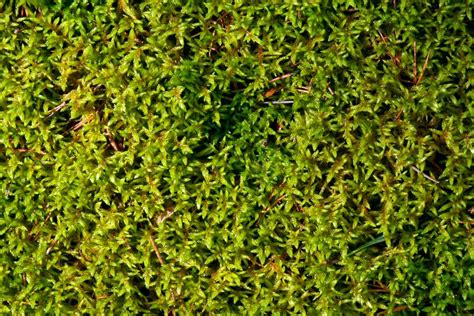 Closeup Moss Ground Free Texture