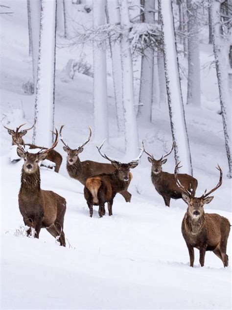 Snow Stags Bing Wallpaper Download