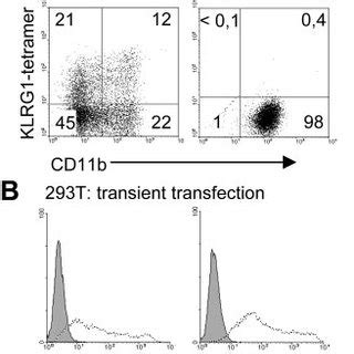 E Cadherin Is A Ligand For Klrg A In Vitro Generated Bmdc Freshly