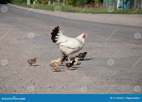 Hen With Chickens On The Road Stock Image Image Of Chickens Colorful 21144563