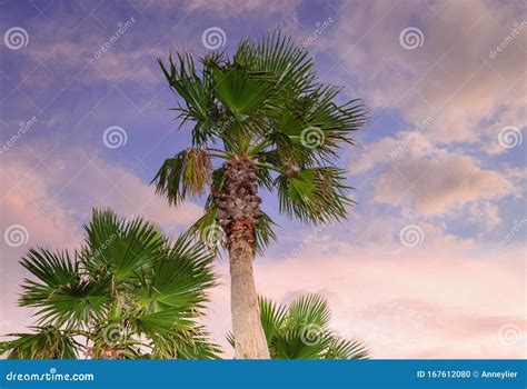 Palm Trees With Sunset Skies On Background Stock Photo Image Of