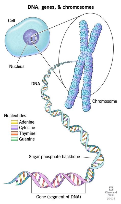 Dna Genes And Chromosomes Overview In 2023 Dna And Genes Biology