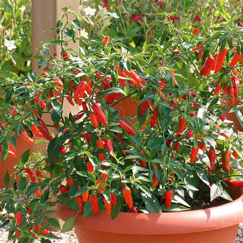 Hot Pepper F1 Apache Chilli Seeds Viridis Hortus