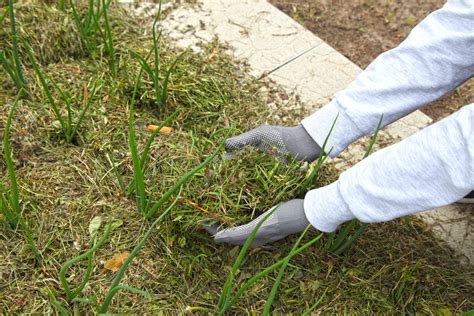 How To Kill Onion Weed In Your Lawn Myhometurf