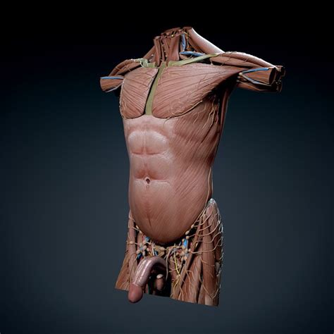 Third, the muscles of the torso do not move just the torso (vertebral column and rib cage) but also the shoulder girdle, which includes the scapula bones and there are many ways to categorize the torso muscles. Human Male Torso Anatomy 3D Model MAX OBJ 3DS FBX C4D LWO LW LWS | CGTrader.com