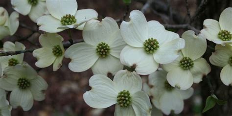 Gardens in central north carolina visitnc com. Best Spring-Flowering Trees in the Triad, NC | Beaver Tree ...