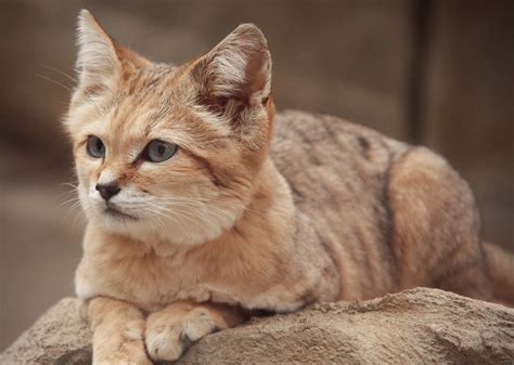 Photo Of Cat Lying On Stone During Daytime Sand Cat Hd Wallpaper