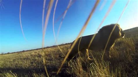 Gopro Lion Mouth Cam Hd Version Awesome Youtube