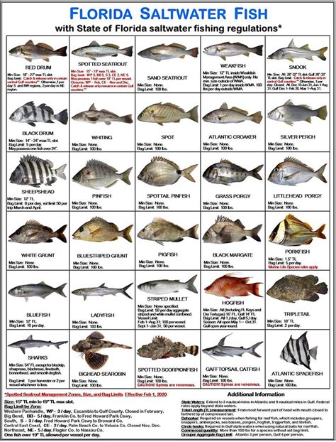 Florida Saltwater Fish Identification Card Set 3 Doublesided